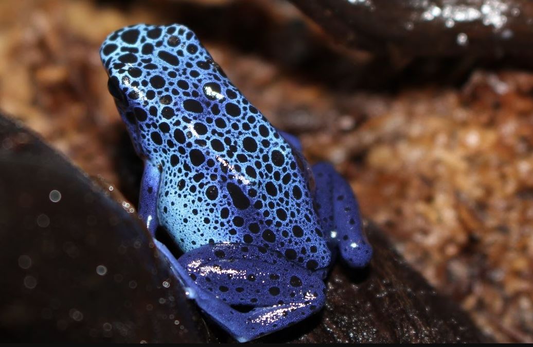 Blue Poison Dart Frog - Wildanimaltv