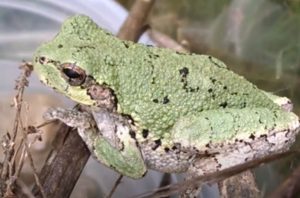 Copes gray tree Frog