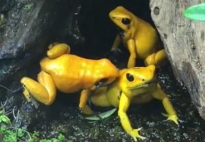 Golden Poison Frog