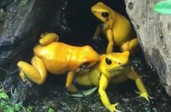 Golden Poison Frog