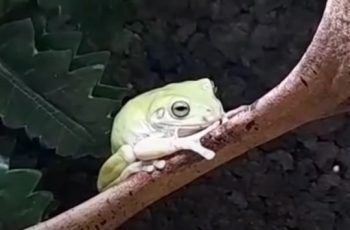 Litoria Caerulea (Green Tree Frog)