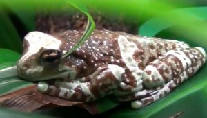 Milk Tree Frog