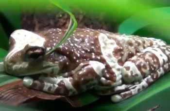 Milk Tree Frog