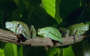 Monkey Frog (Tree Frog)