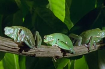 Monkey Frog (Tree Frog)