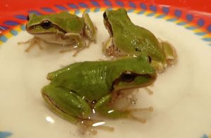 Pacific Tree Frogs