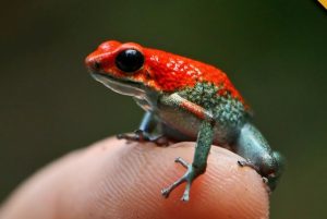 Poisonous Dart Frog