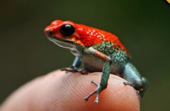 Poisonous Dart Frog