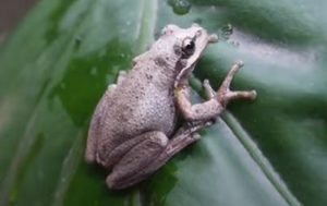 Southern Brown Tree Frog