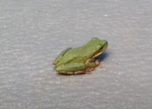 Squirrel Tree Frog