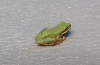 Squirrel Tree Frog