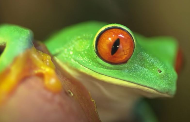 10 Most Beautiful Frogs on Planet Earth - Wildanimaltv