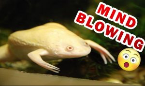 African Albino Clawed Frog