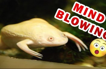 African Albino Clawed Frog