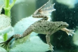 African Dwarf Frog