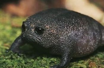 Black Frog