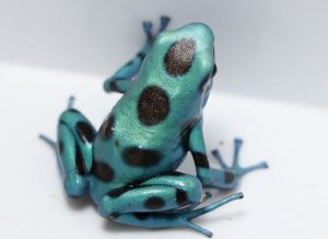 Dendrobates auratus - Poison Dart Frogs