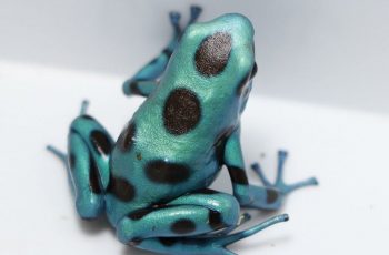 Dendrobates auratus - Poison Dart Frogs