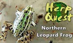 Northern Leopard Frog