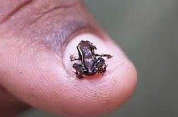 Paedophryne Amauensis Frog