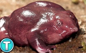 Purple Frogs