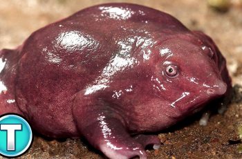 Purple Frogs