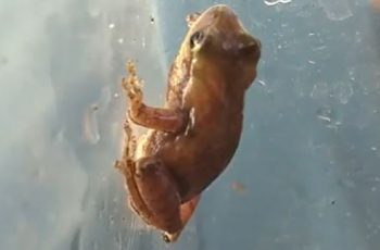 Spring Peeper