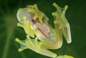 Transparent Frog 