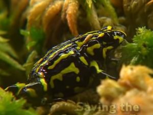 Corroboree Frog