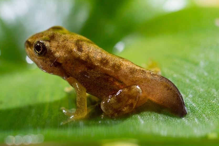 Froglet - Frog spawn to froglet development - Wildanimaltv