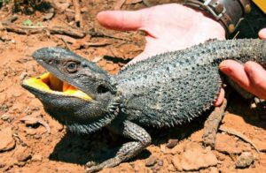 Bearded dragon in the wild