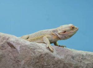 How to care for a bearded dragon