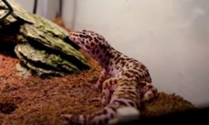 Leopard Gecko Complete Care Guide