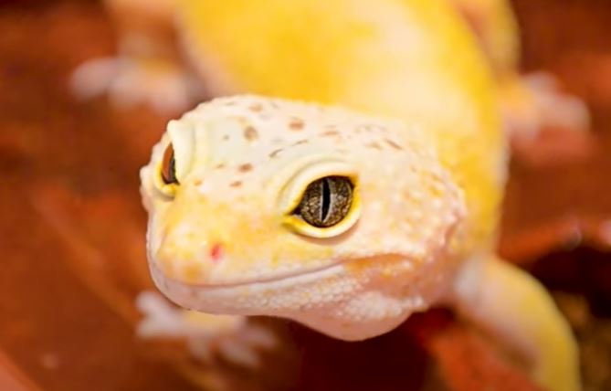 Leopard Gecko Complete Care Guide Video - Wildanimaltv