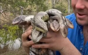 Blue tongue skink