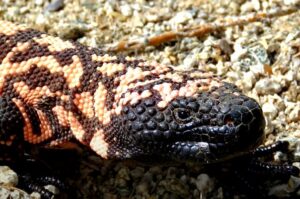 Gila Monster facts