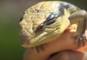 Skink - Lizards