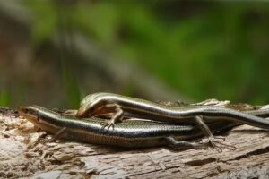  Skinks