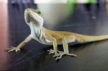 Green Anole - The Best Pet Lizard