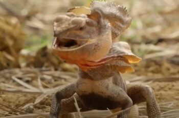 Frilled lizard - Frill-Necked Lizard
