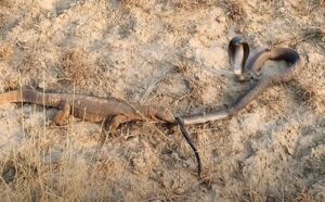 Goh lizard - India Monitor Lizard