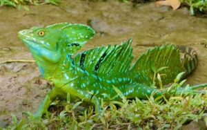 Green Basilisk Lizard