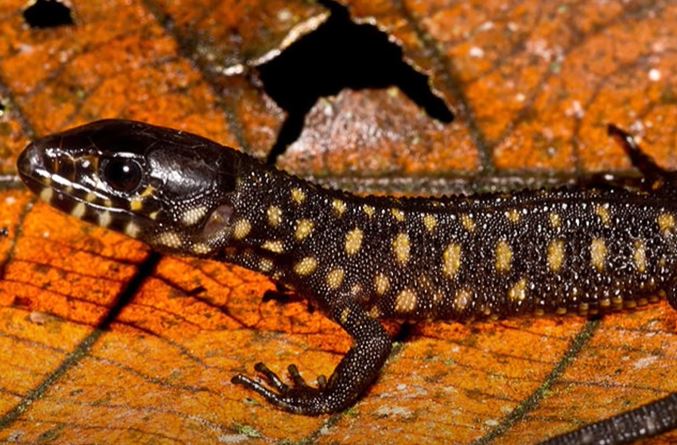 Yellow spotted lizard - Wildanimaltv