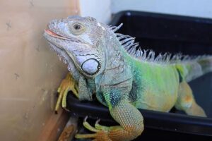 iguana care and reproduction